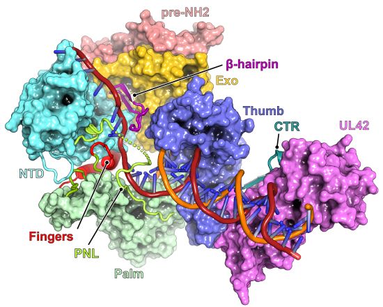 A 3D representation of a herpes simplex virus enzyme involved in viral replication.